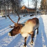 Stockholm: Christmas Traditions & Treats Small Group Tour - Final Thoughts