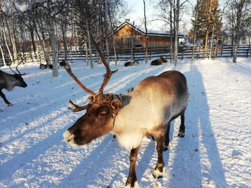 Stockholm: Christmas Traditions & Treats Small Group Tour - Final Thoughts