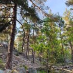 Stockholm: Sunset Hike in Tyresta National Park with Meal - Final Thoughts: Is This Tour for You?