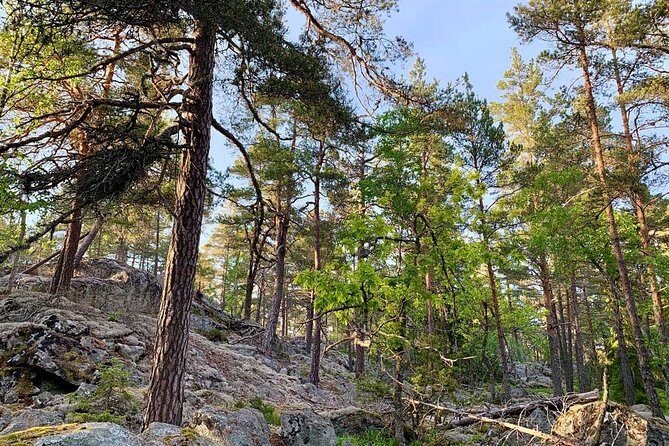 Stockholm: Sunset Hike in Tyresta National Park with Meal - Final Thoughts: Is This Tour for You?
