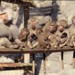 Stockholm: The Skansen Aquarium Entry Ticket - FAQ about Skansen Aquarium