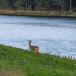 Stockholm: Wildlife Tour With Dinner and Short Hike - Final Thoughts