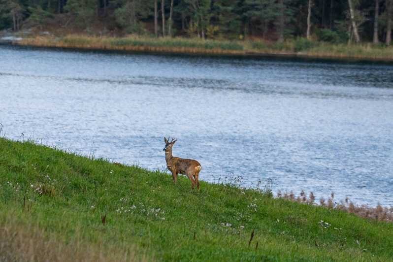 Stockholm: Wildlife Tour With Dinner and Short Hike - Final Thoughts