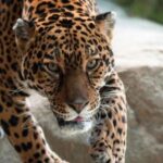 Stoneham, Massachusetts: Stone Zoo Entry Ticket - Who Will Love Stone Zoo?