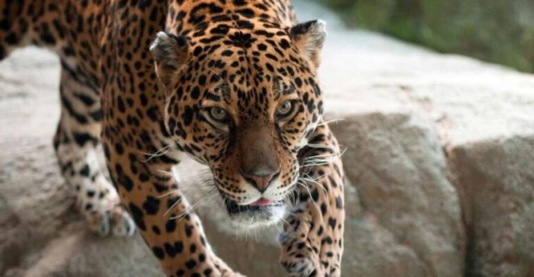 Stoneham, Massachusetts: Stone Zoo Entry Ticket - Who Will Love Stone Zoo?