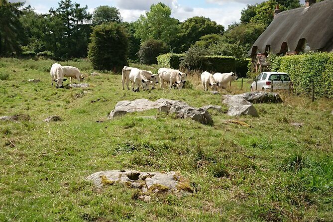 Stonehenge, Avebury, and West Kennet Long Barrow from Salisbury - Who Is This Tour Best For?