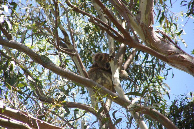 Stradbroke Island 4WD Day Trip from Brisbane - The Sum Up
