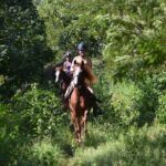 STROLL the Jungle Trails on a HORSE. Includes Transportation and Equipment. - What the Reviews Say