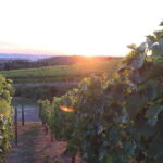 Stuttgart: E-bike wine tour including tasting - The Itinerary: From Vineyards to Views