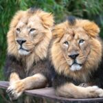 Stuttgart: Wilhelma Zoological-Botanical Garden Ticket - An In-Depth Look at Wilhelma’s Highlights