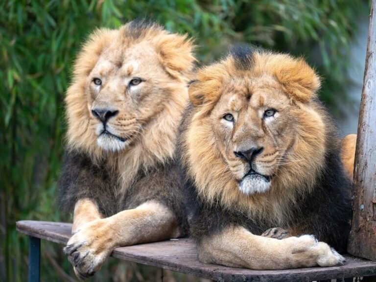 Stuttgart: Wilhelma Zoological-Botanical Garden Ticket - An In-Depth Look at Wilhelma’s Highlights