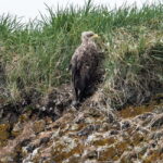 Stykkishólmur: Puffin and Wildlife Boat Tour - An In-Depth Look at the Puffin and Wildlife Boat Tour