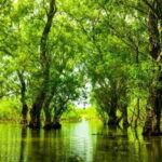 Sulina: Letea Forest Day Trip - Exploring the Danube Delta: A Closer Look