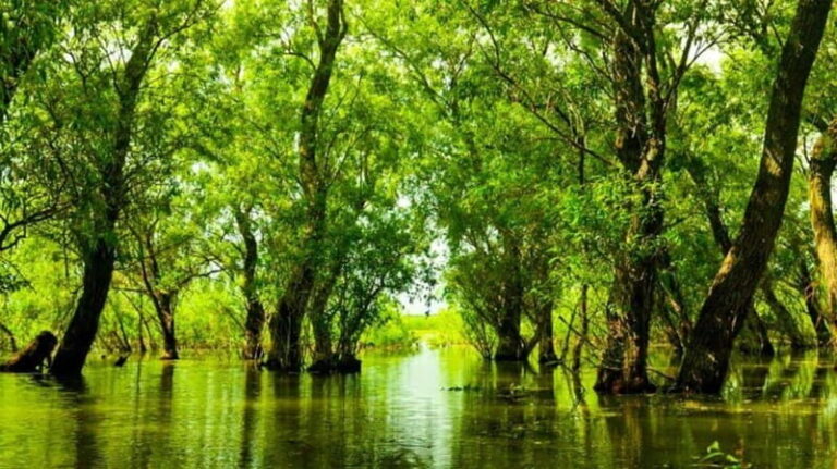 Sulina: Letea Forest Day Trip - Exploring the Danube Delta: A Closer Look