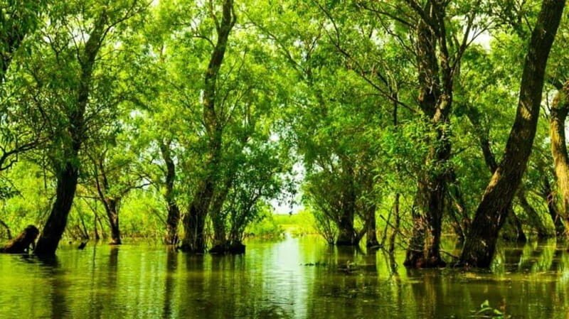 Sulina: Letea Forest Day Trip