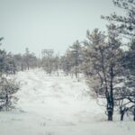 Sunrise Tour To Great Kemeri Bog - The Value of a Sunrise in Nature