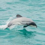 Sunrise wildlife sea kayaking in Akaroa marine reserve - The Sum Up