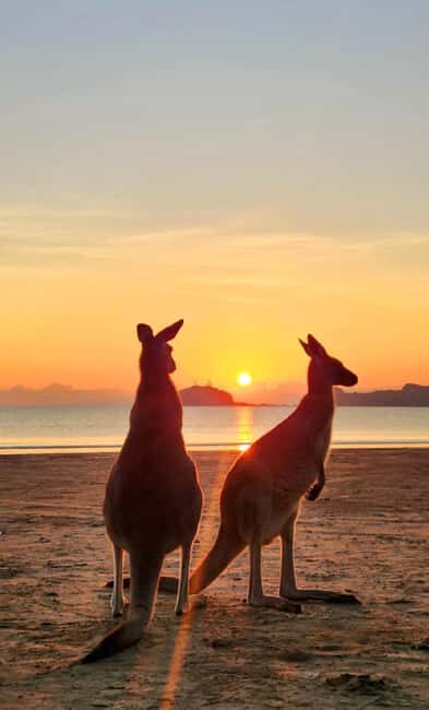 Sunrise with the Kangaroos & Wallabies - Airlie Beach - The Value of the Tour