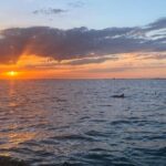 Sunset and Dolphin Cruise around Fort Myers Beach - What to Expect on Your Fort Myers Beach Sunset and Dolphin Cruise