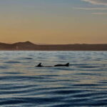 Sunset Cruise in San Jose del Cabo - Why You Should Consider This Sunset Cruise