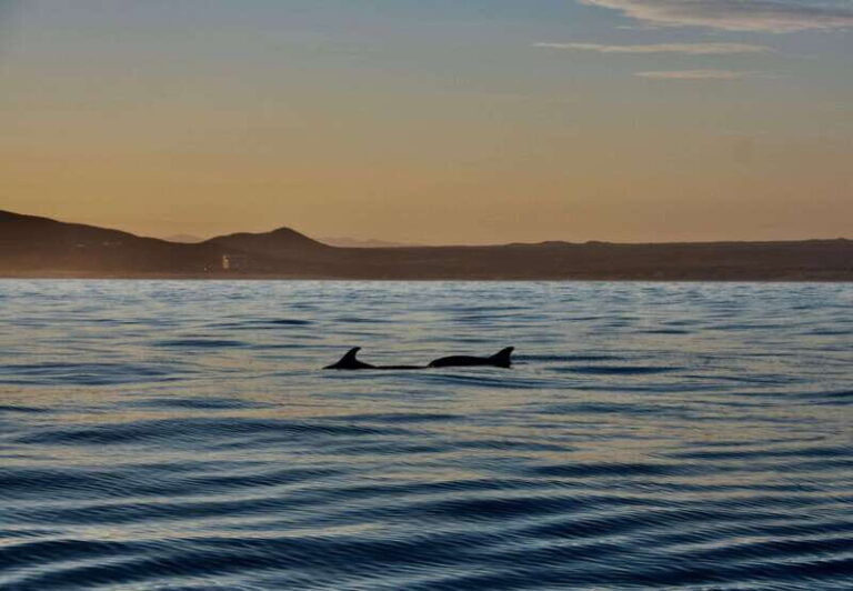 Sunset Cruise in San Jose del Cabo - Why You Should Consider This Sunset Cruise