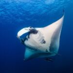 Sunset Cruise & Manta Night Snorkeling Charter - Key Points