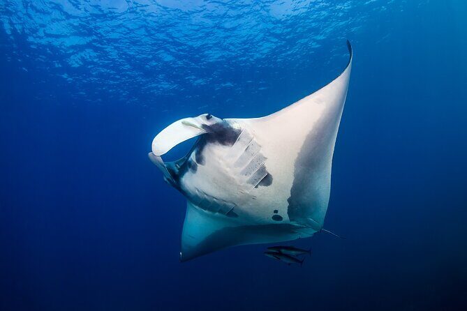 Sunset Cruise & Manta Night Snorkeling Charter - Key Points