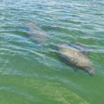 Sunset Dolphin Cruise with Sanibel Lighthouse Views - Who Would Love This Tour?