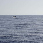 Sunset Dolphin Watching Tour on Hybrid Boat in Small Group - Who This Tour Is Best For