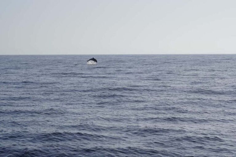 Sunset Dolphin Watching Tour on Hybrid Boat in Small Group - Who This Tour Is Best For