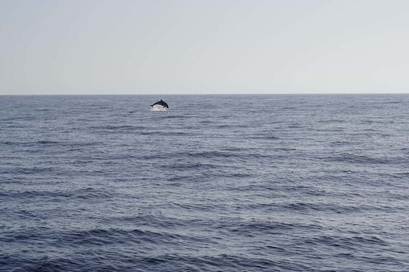 Sunset Dolphin Watching Tour on Hybrid Boat in Small Group - Who This Tour Is Best For
