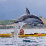 Sunset Evening Kayaking Tour - Kaikoura - Who Is This Tour Best For?