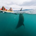 Sunset Kayak tour in Kaikoura - Frequently Asked Questions