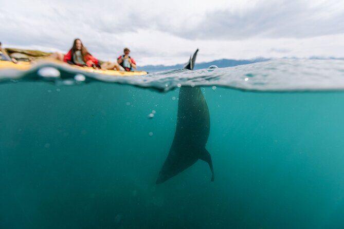 Sunset Kayak tour in Kaikoura - Frequently Asked Questions