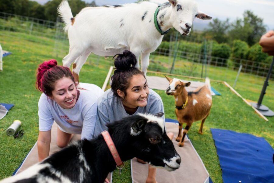 Sunset Maui Goat Yoga with Live Music - Why This Experience Offers Good Value