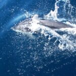 Sunset sailing trip on the Lagoon of Tahiti - Why This Tour Offers Great Value