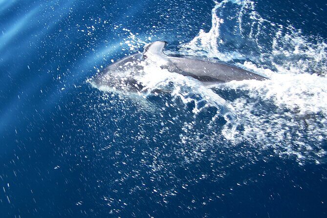 Sunset sailing trip on the Lagoon of Tahiti - Why This Tour Offers Great Value