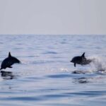 Sunset Tour and Searching Dolphins - An In-Depth Look at the Sicily Sunset and Dolphin Search Tour