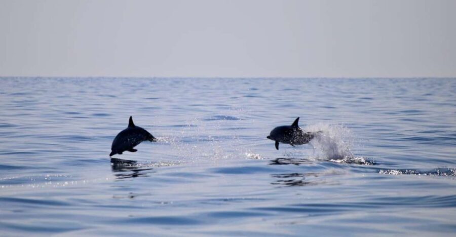 Sunset Tour and Searching Dolphins - An In-Depth Look at the Sicily Sunset and Dolphin Search Tour