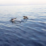 Sunset tour in search of dolphins with aperitif - Exploring the Tour in Detail