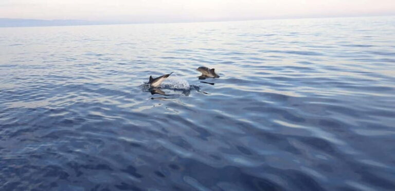 Sunset tour in search of dolphins with aperitif - Exploring the Tour in Detail