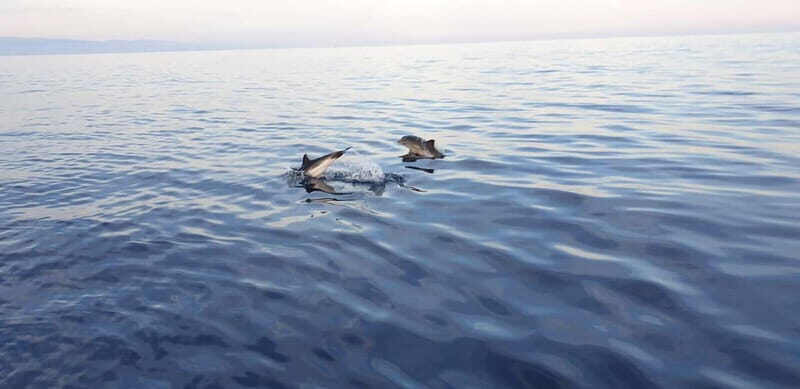 Sunset tour in search of dolphins with aperitif - Exploring the Tour in Detail