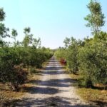 Sunset Tour with visit and guided tasting of 5 wines and local products - Final Thoughts: Why You Should Consider This Tour