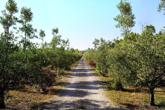Sunset Tour with visit and guided tasting of 5 wines and local products - Final Thoughts: Why You Should Consider This Tour