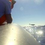 Sunset Trip + Dolphin & Whale Watching - Speed Boat - What You Can Expect on This Tour