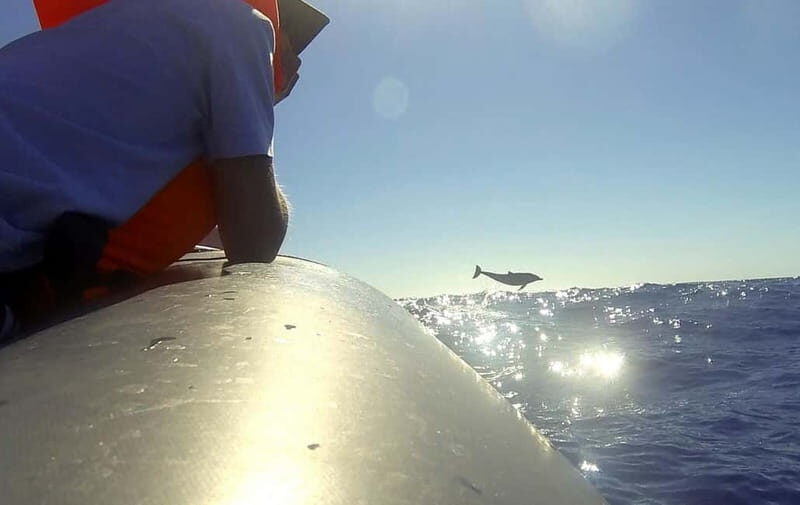 Sunset Trip + Dolphin & Whale Watching - Speed Boat - What You Can Expect on This Tour