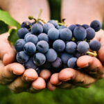 Sunset VIP Chianti wine tour - A Deep Dive into the Sunset VIP Chianti Wine Tour