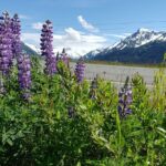 Sunset Wilderness Wildlife and Glacier Experience - A Closer Look at the Sunset Wilderness Wildlife and Glacier Experience
