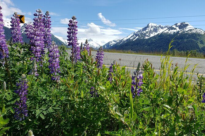 Sunset Wilderness Wildlife and Glacier Experience - A Closer Look at the Sunset Wilderness Wildlife and Glacier Experience