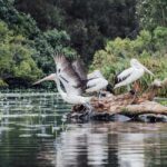 Sunshine Coast: Noosa Everglades, Hinterland & Boat Cruise - What Makes This Tour Stand Out